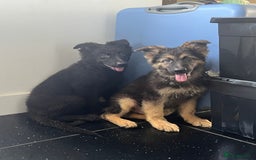 German Shepherd dogs for sale: German shepherd pups silver sable black/tan black  - Image 9