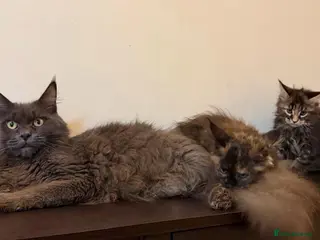 Maine Coon cats Ready for home pure bred maine coon kittens - Advert 5