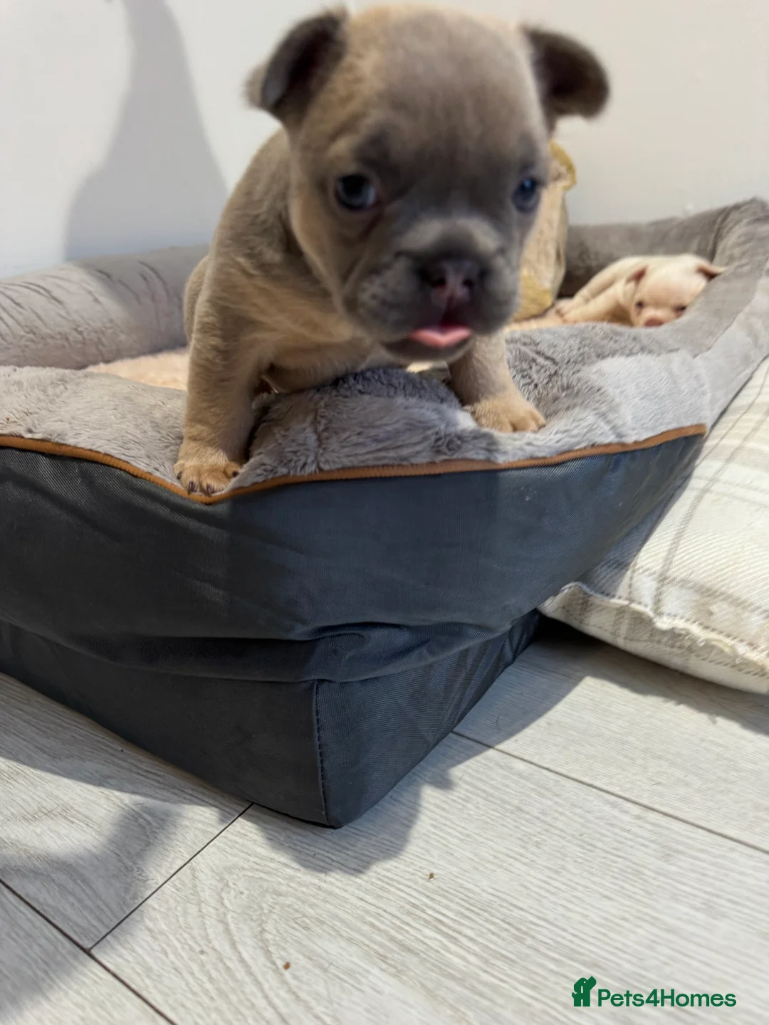 French Bulldog dogs for sale: platinum and Isabella blue fawn French bulldog  - Advert 15