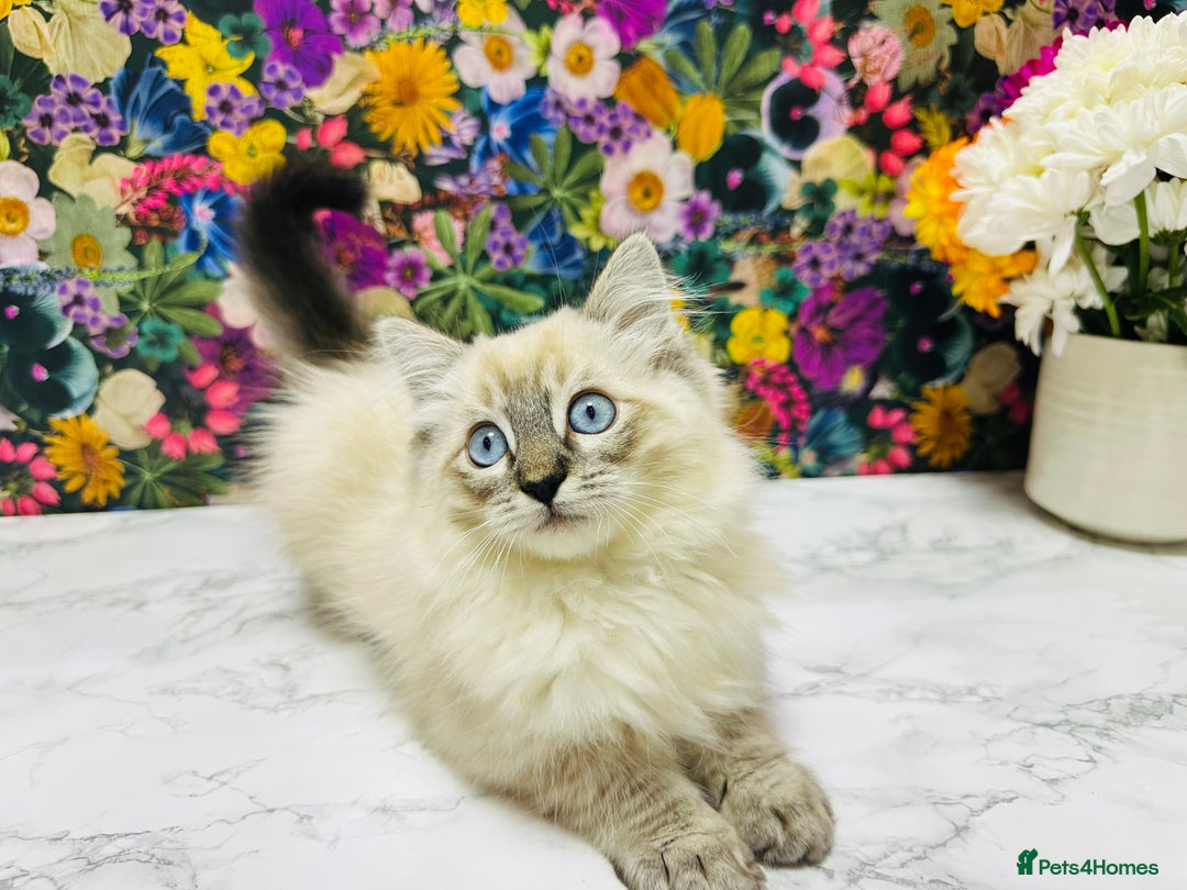 Ragdoll cats for sale: Beautiful Ragdoll Kittens  - Image 19