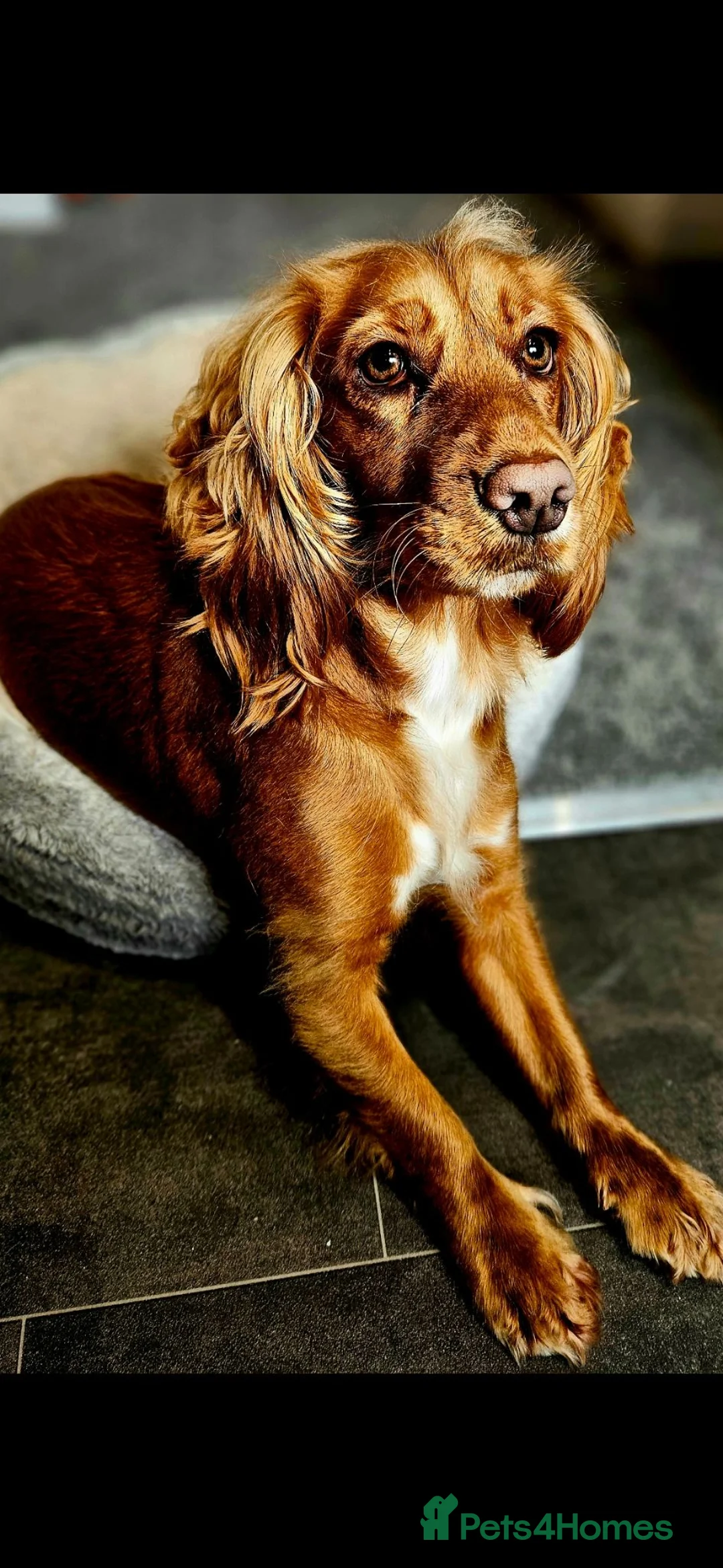Cocker Spaniel dogs for sale: Reluctantly rehoming beautiful Maple - Advert 2