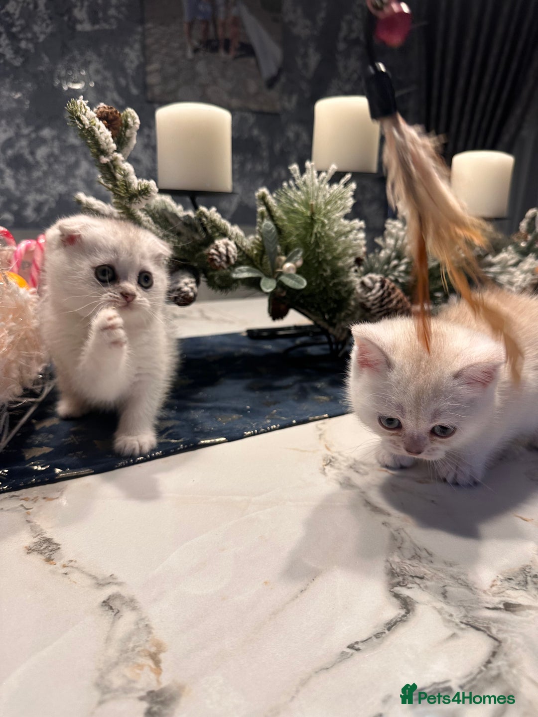 Scottish Fold cats for sale: Adorable Scottish Fold/Straight kittens  - Advert 13