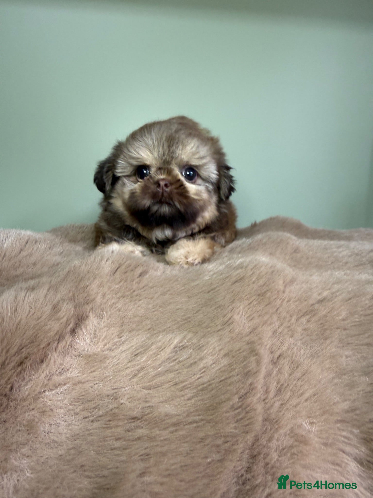 Shih Tzu dogs Beautiful Imperial Shih Tzu Boys  - Advert 2