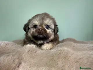 Shih Tzu dogs Beautiful Imperial Shih Tzu Boys - Advert 2