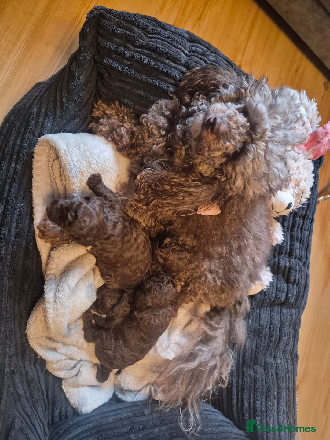 Toy Poodle dogs for sale: beautiful toy poodles for sale  - Advert 6