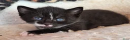 Mixed Breed cats for sale: 3 adorable kittens for sale - Advert 5