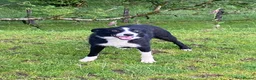 Border Collie dogs for sale: Lovely border collie 3 year old - Advert 5