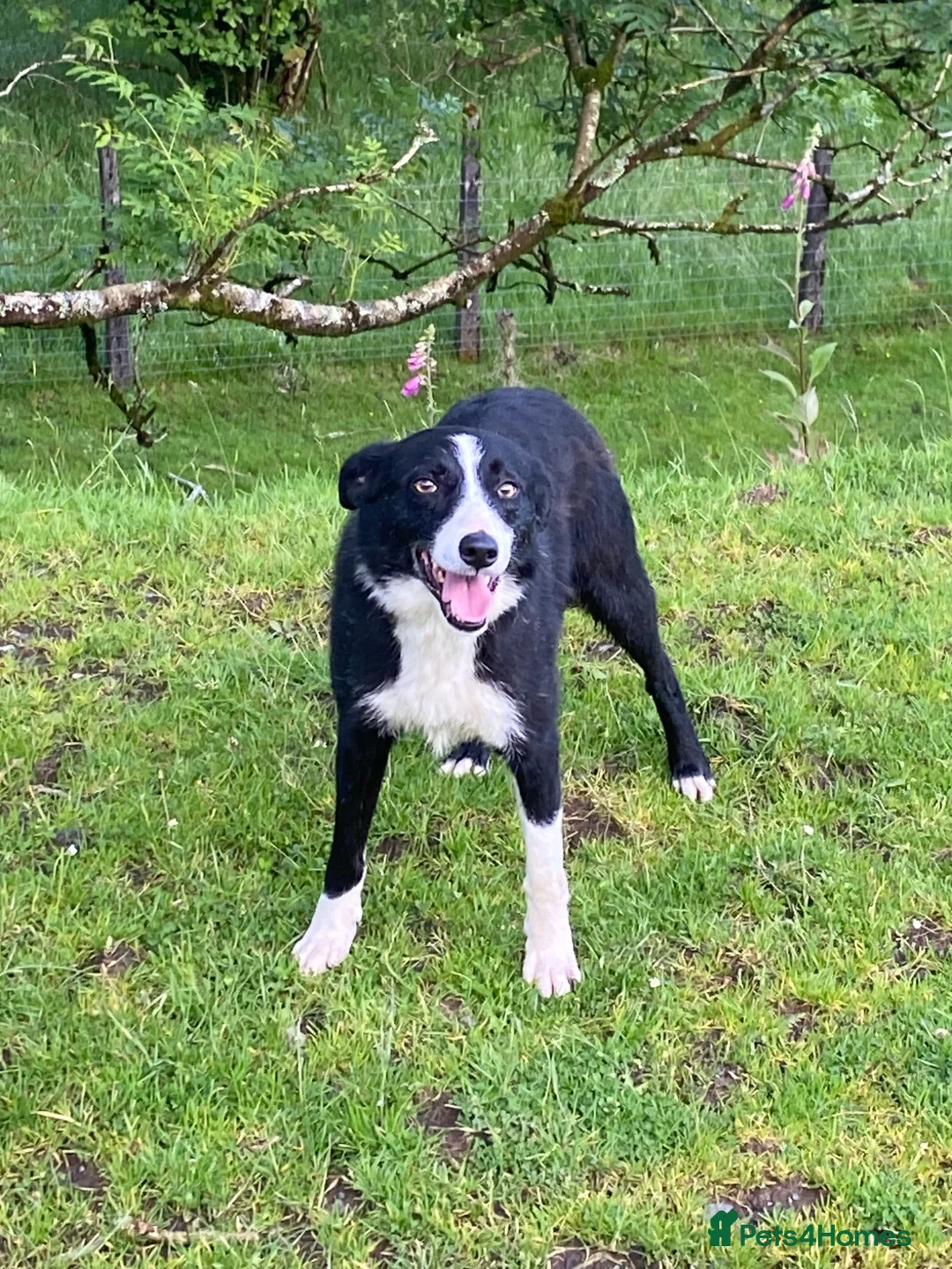 Border Collie dogs for sale: Lovely border collie 3 year old - Advert 5