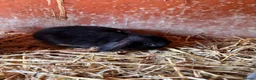 Mini Lop rabbits for sale: 3 beautiful rabbits for reserve  - Advert 12