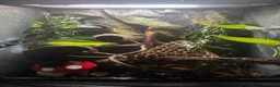 Gecko reptiles for sale: Crested gecko looking for a new home 🦎 - Advert 4