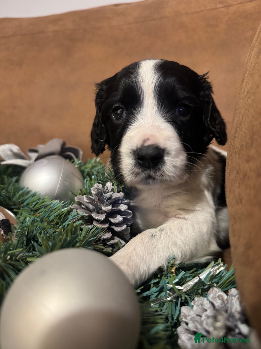 English Springer Spaniel dogs for sale: One last B/W Springer Dog Puppy available.  - Advert 9