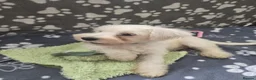 Miniature Schnauzer dogs for sale: Miniature schnauzer puppies  in Dover - Advert 32