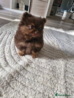 Pomeranian dogs Beautiful short snout kc pomeranian puppies - Advert 4