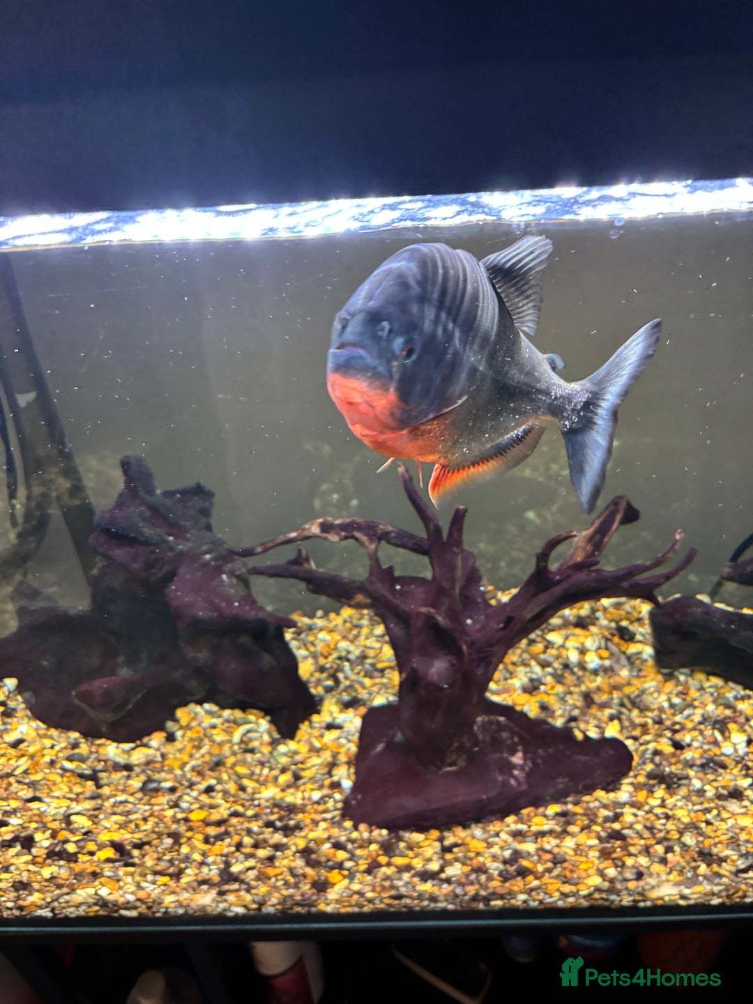 Piranhas fish for sale: Red bellied pirahna - Image 4