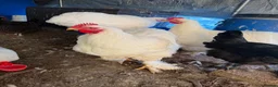Chickens poultry for sale: White brachma roaster  in Huntingdon - Advert 2