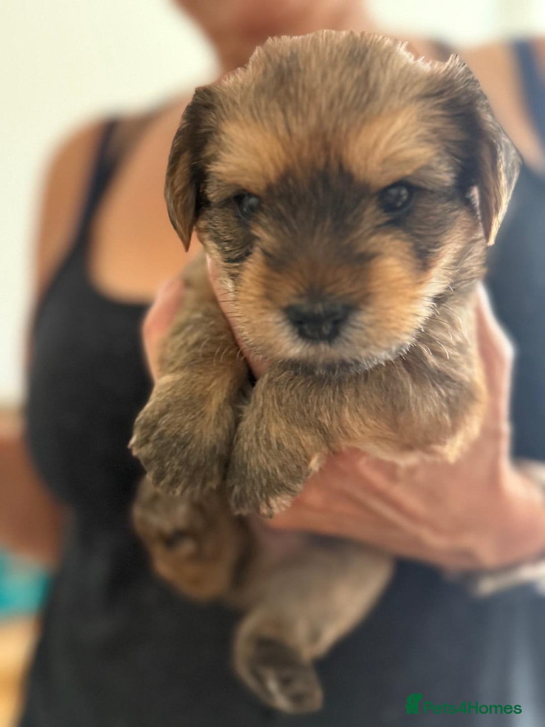 Yorkshire Terrier dogs for sale: Beautiful Chocolate Orange Yorkshire Terriers - Image 5