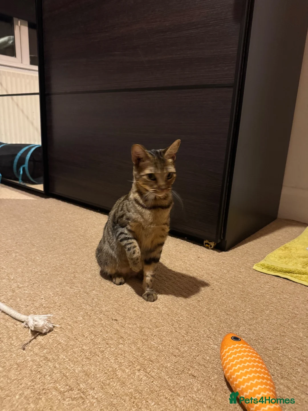 Bengal cats for sale: Gorgeous bengal girl (Peanut) - Advert 6