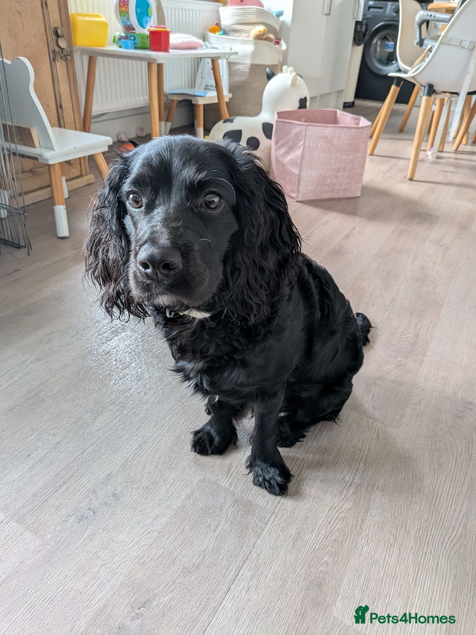 Mixed Breed dogs 6 month old male cavapoo - Advert 1