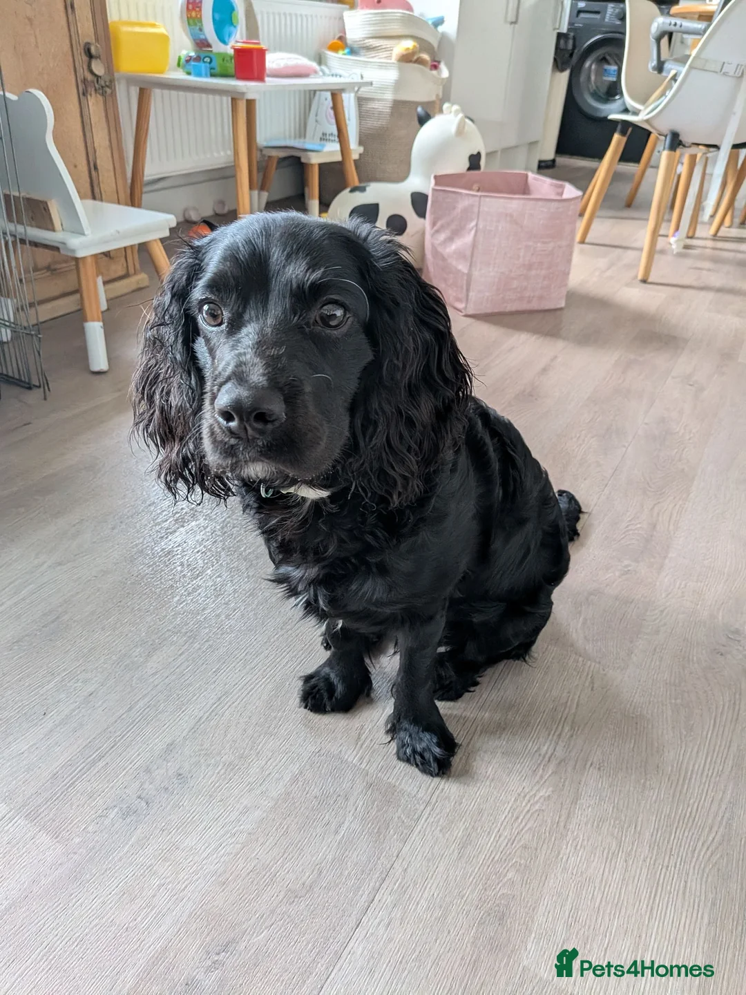 Mixed Breed dogs for sale: 6 month old male cavapoo - Advert 1