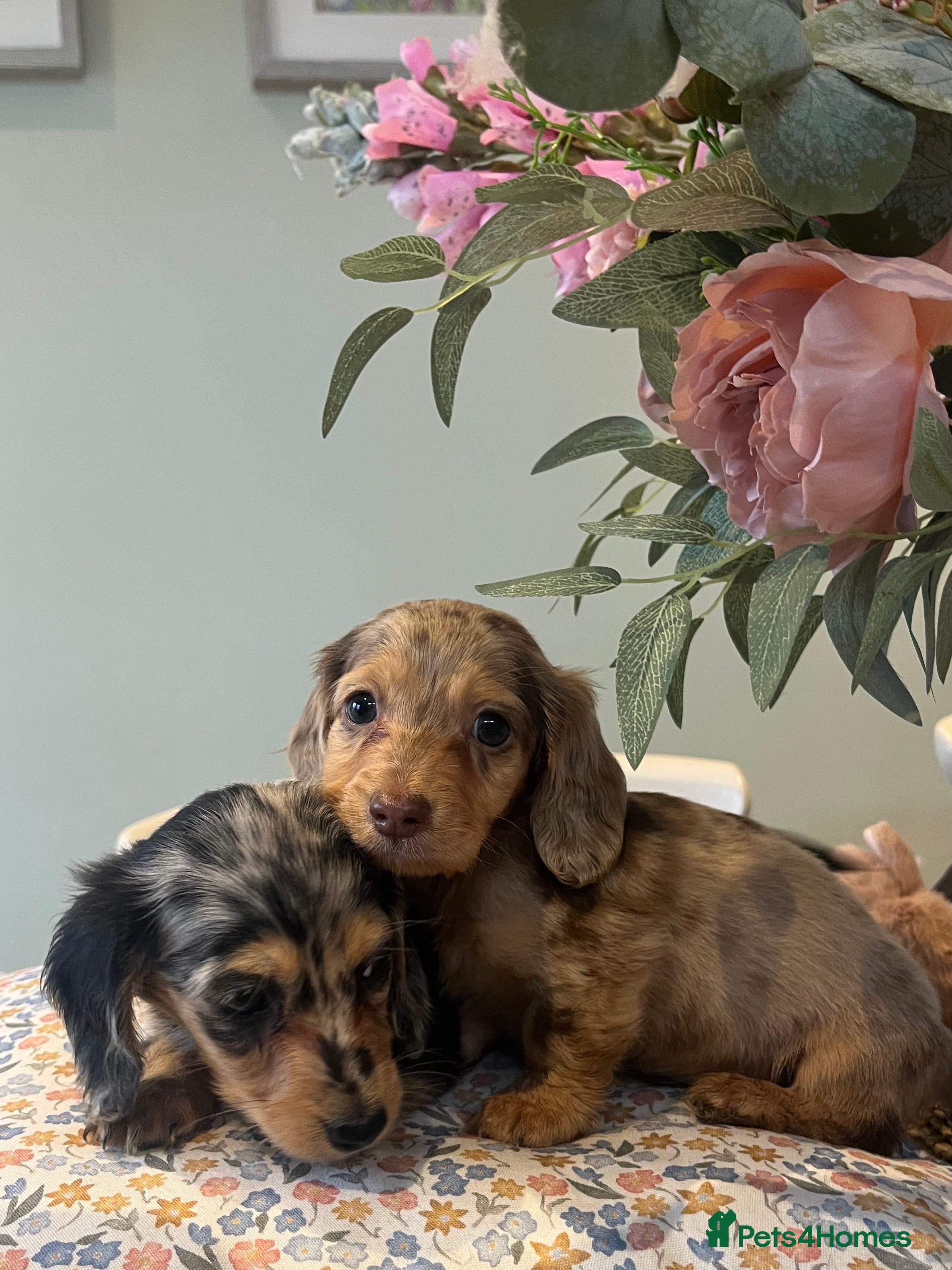 Miniature Dachshund dogs Mini long haired dachshund pups - Advert 17