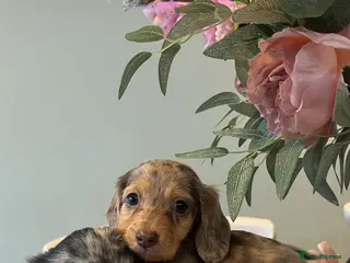 Miniature Dachshund dogs Mini long haired dachshund pups - Advert 12