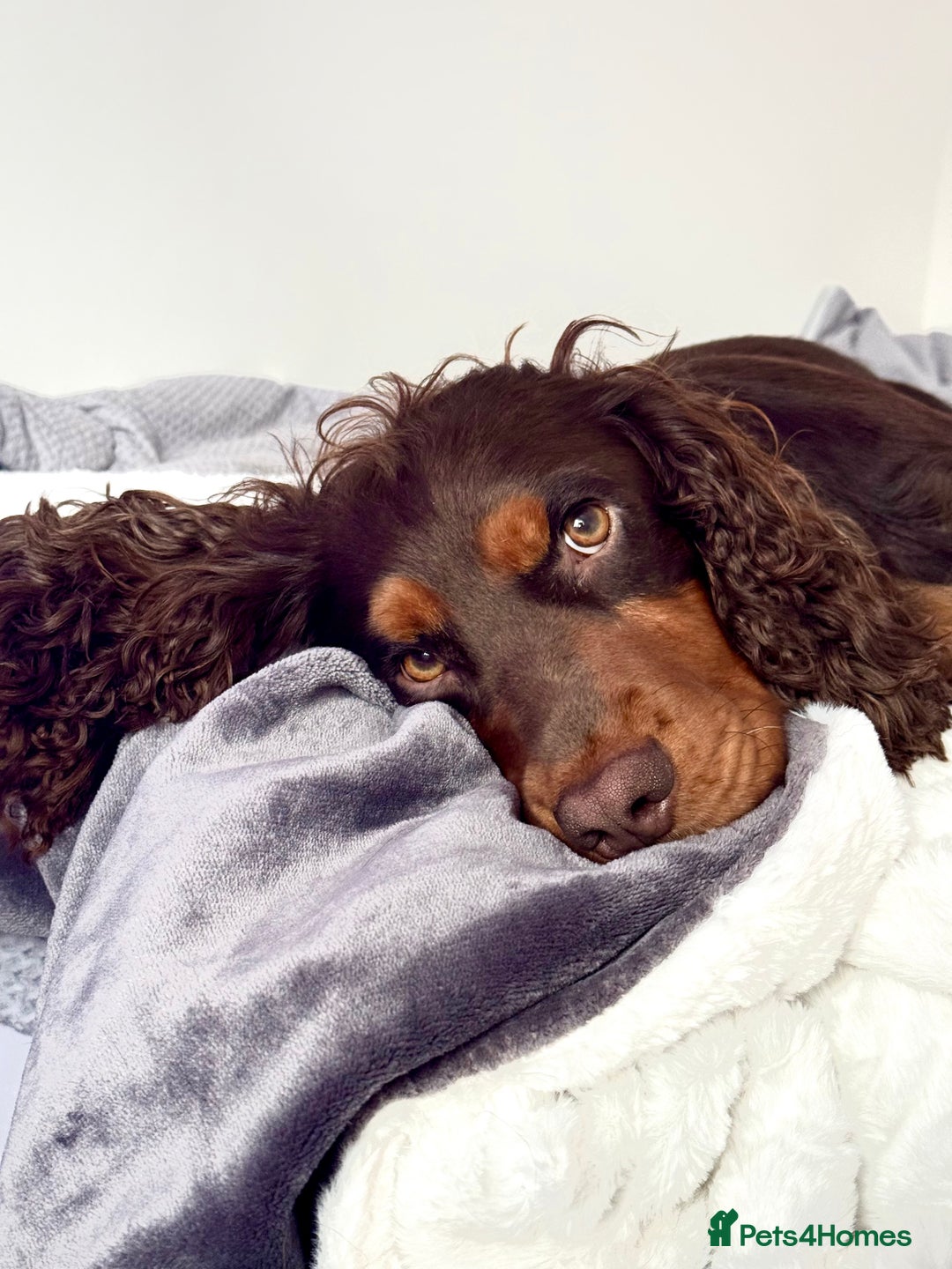 Cocker Spaniel dogs for stud: 🐾 Proven Stud - Healthy Working Cocker Spaniel 🐾 - Advert 19