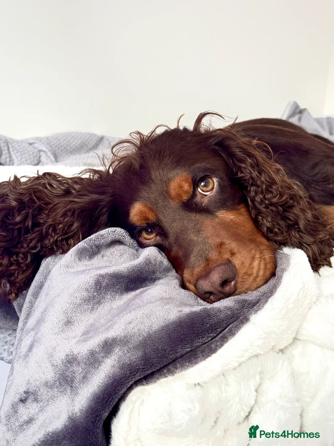 Cocker Spaniel dogs for stud: 🐾 Proven Stud - Healthy Working Cocker Spaniel 🐾 - Advert 19