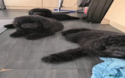 Miniature Poodle dogs for sale: 💚Exquisite black KC reg miniature poodle black in Chelmsford - Image 11