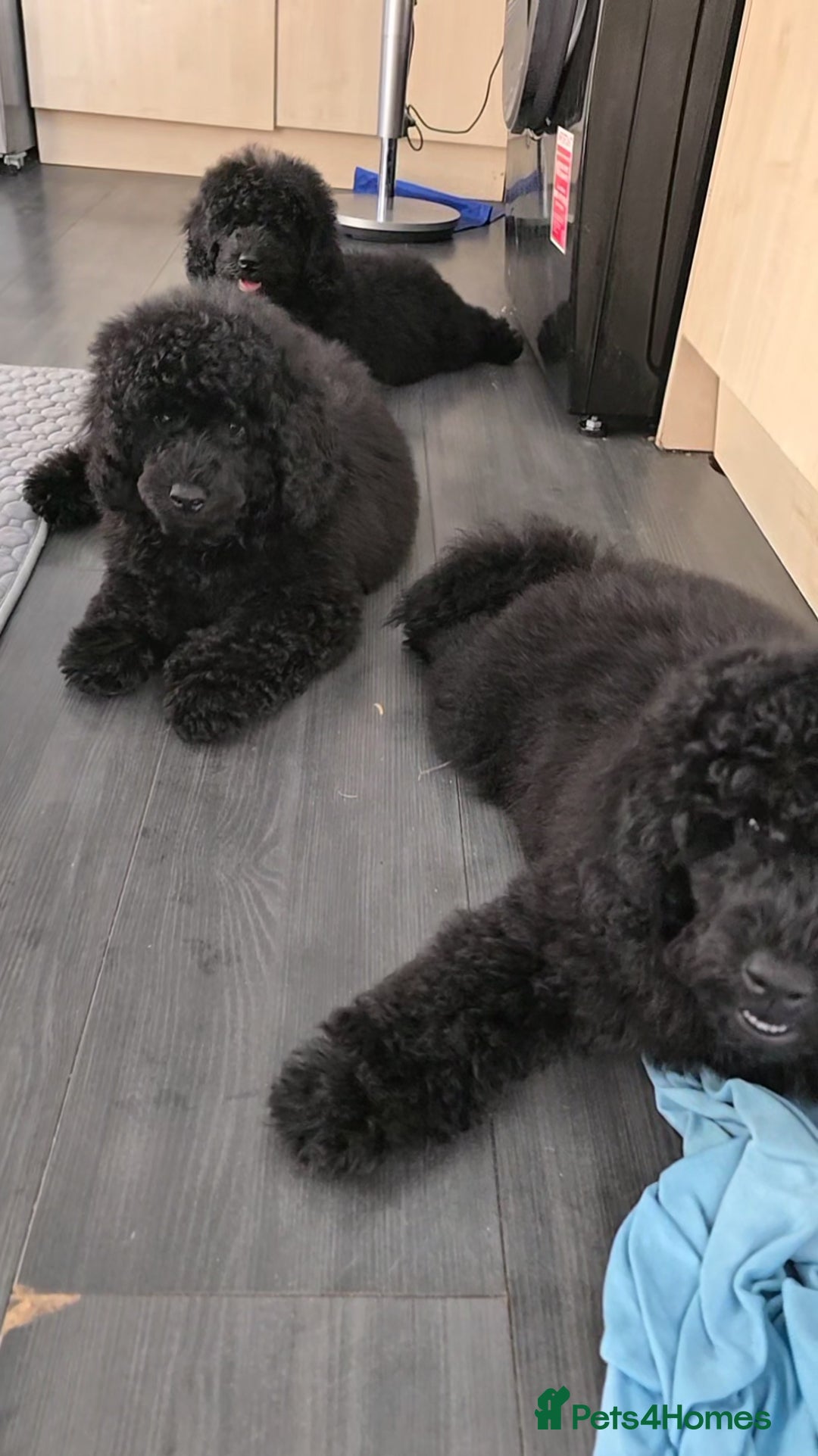 Miniature Poodle dogs for sale: 💚Exquisite black KC reg miniature poodle black in Chelmsford - Image 11