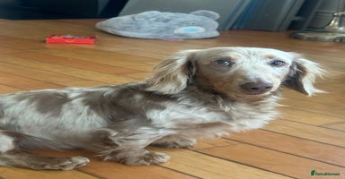 Miniature Dachshund dogs - Advert 7