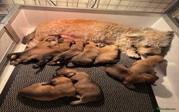 Glen of Imaal Terrier dogs for sale: Glen of Imaal terrier puppies - Image 1