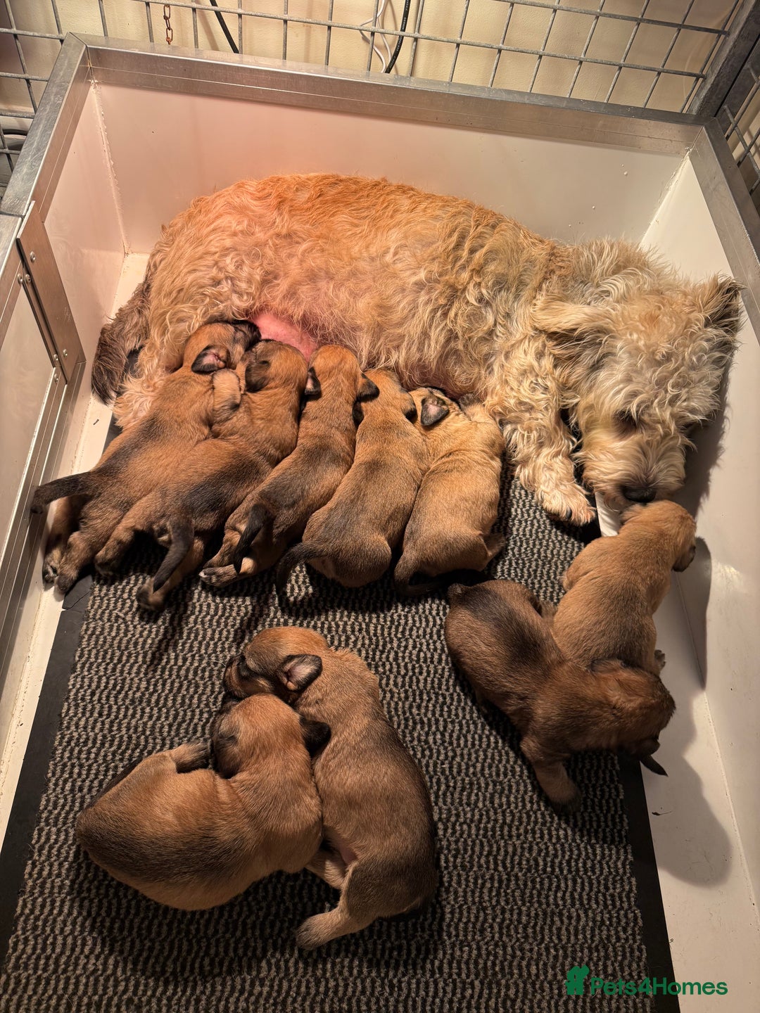 Glen of Imaal Terrier dogs for sale: Glen of Imaal terrier puppies - Image 1