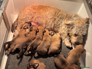 Glen of Imaal Terrier dogs - Advert 1