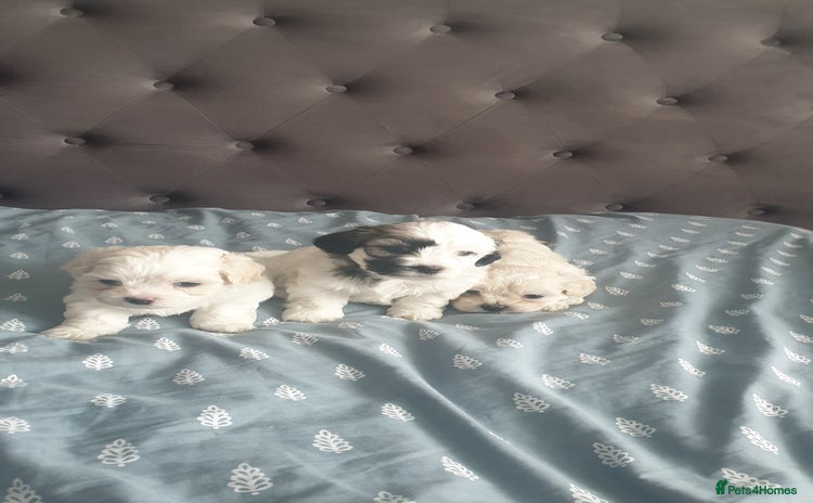 Bichon Frise dogs - Advert 2