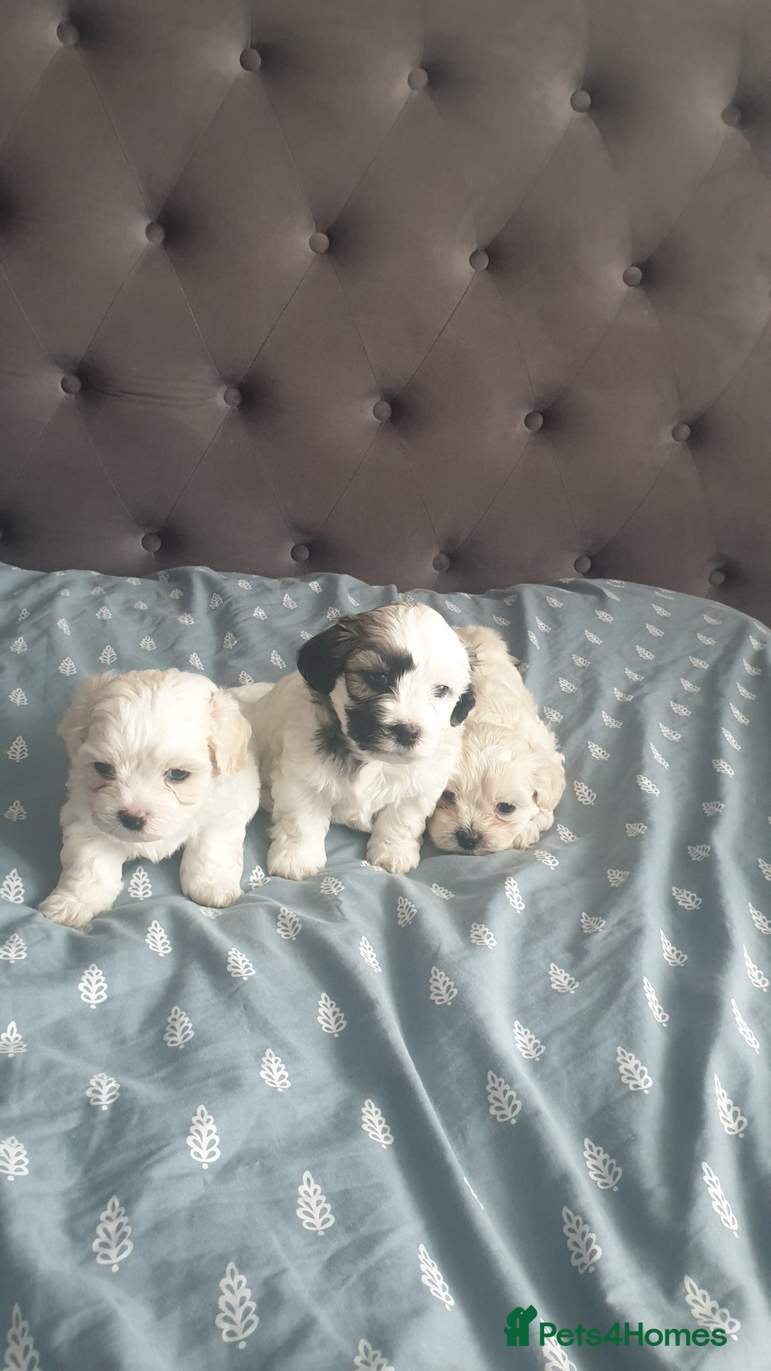 Bichon Frise dogs for sale: Bishon poppy's available  - Image 6