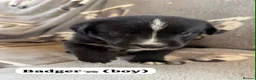 Mixed Breed dogs for sale: Gorgeous chunky Labernese puppies in Louth - Advert 18