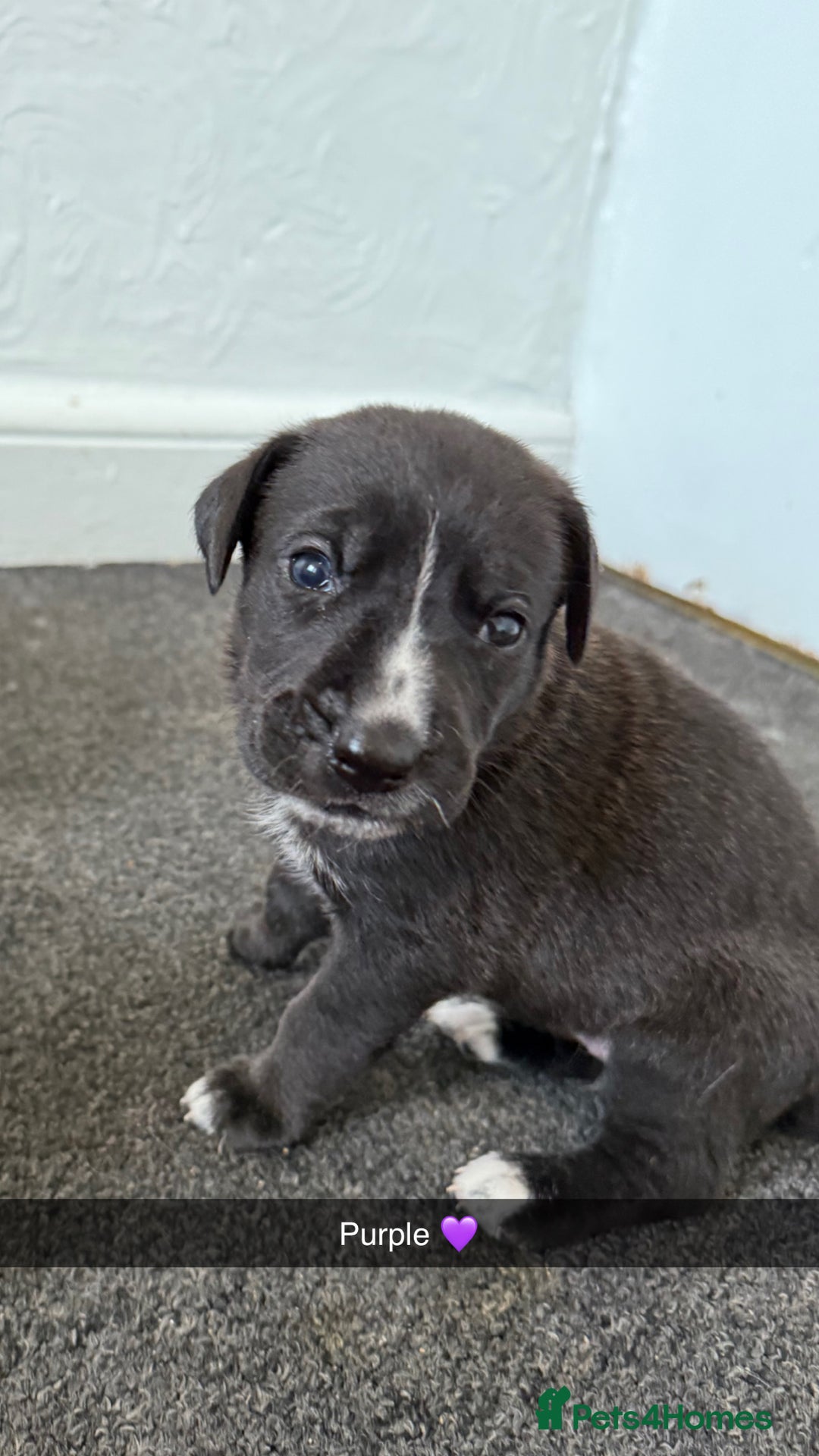 Mixed Breed dogs for sale: Great Dane X German Shepherd’s  - Image 17