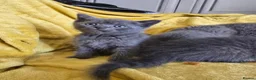 British Shorthair cats for sale: Gorgeous half British shorthair kittens  - Advert 26