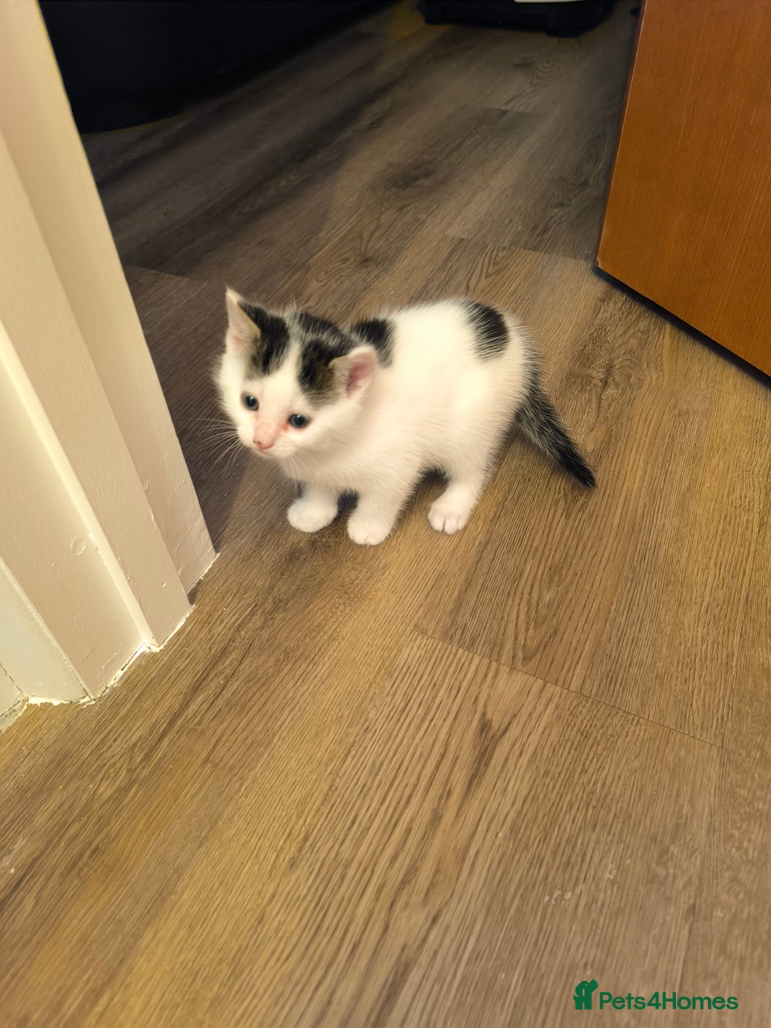 Mixed Breed cats for sale: Beautiful kittens are looking for a new family. - Advert 16