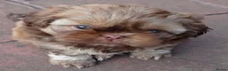 Shih Tzu dogs for sale: Stunning KC registered Imperial Shih Tzu puppies - Advert 24
