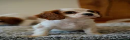 Cavalier King Charles Spaniel dogs for sale: ⭐️Cavalier King Charles puppies⭐️ - Advert 7