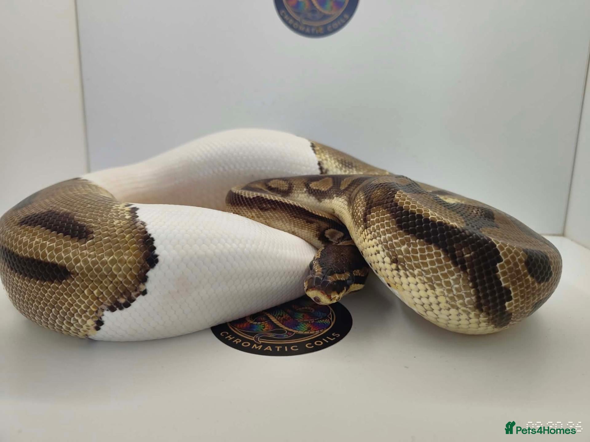 Python Snake reptiles 1.5yo Male Piebald (Pied) – 1560g - Advert 15