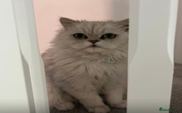 Persian cats for sale: Persian Cat -Boy - Image 2