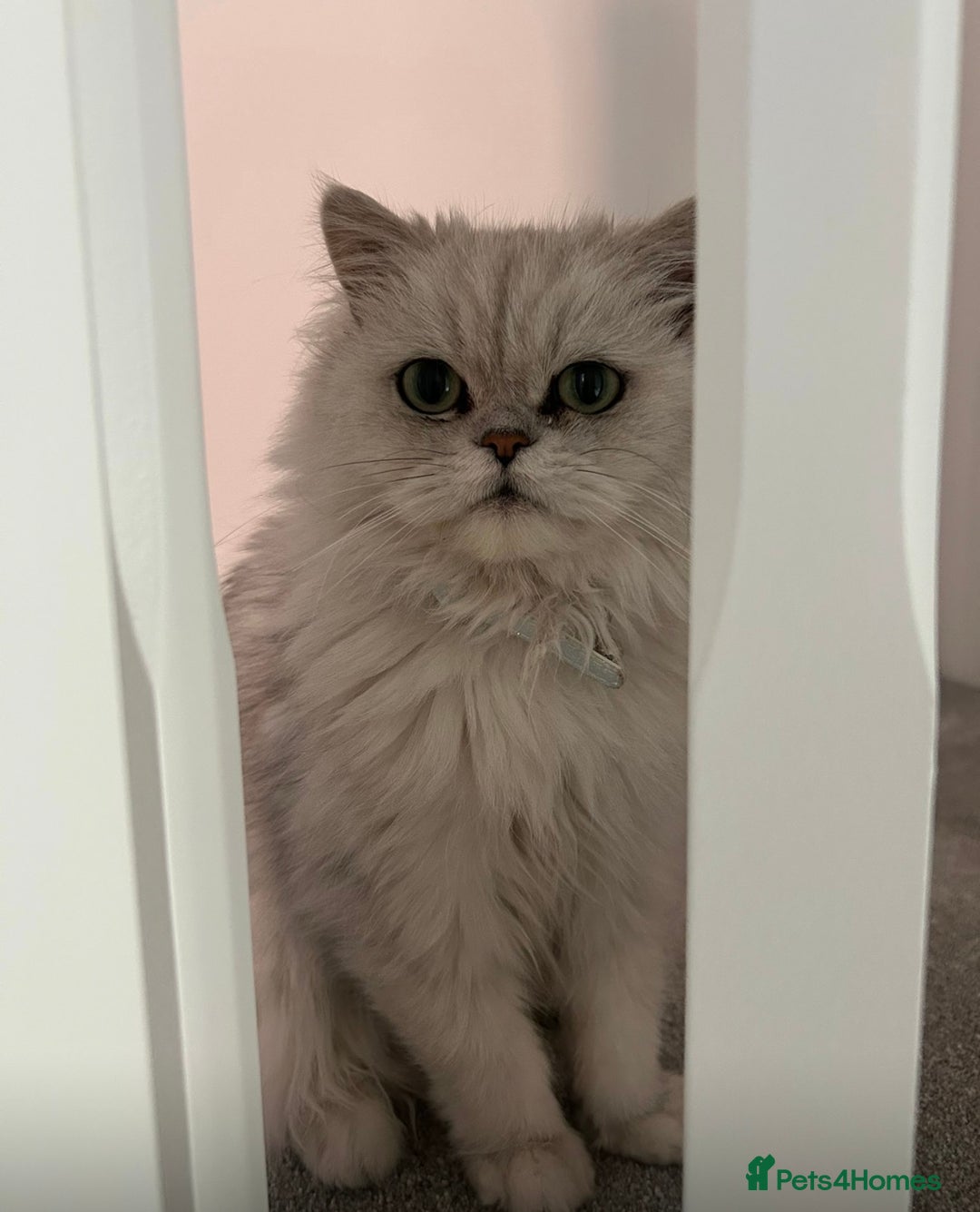 Persian cats for sale: Persian Cat -Boy - Image 2