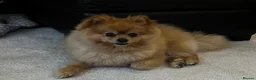 Pomeranian dogs for stud: EXCEPTIONAL KC REGISTERED POMERANIAN STUD – KENZO in East Grinstead - Advert 3