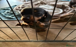 Dachshund dogs for sale: Black and Tan dachshund  - Advert 4