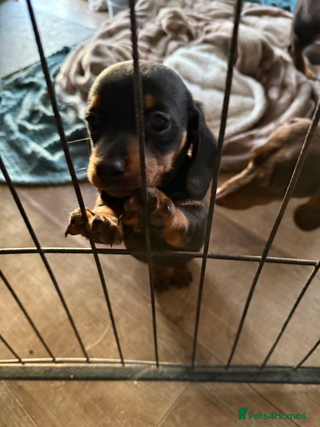 Dachshund dogs for sale: Black and Tan dachshund  - Advert 4
