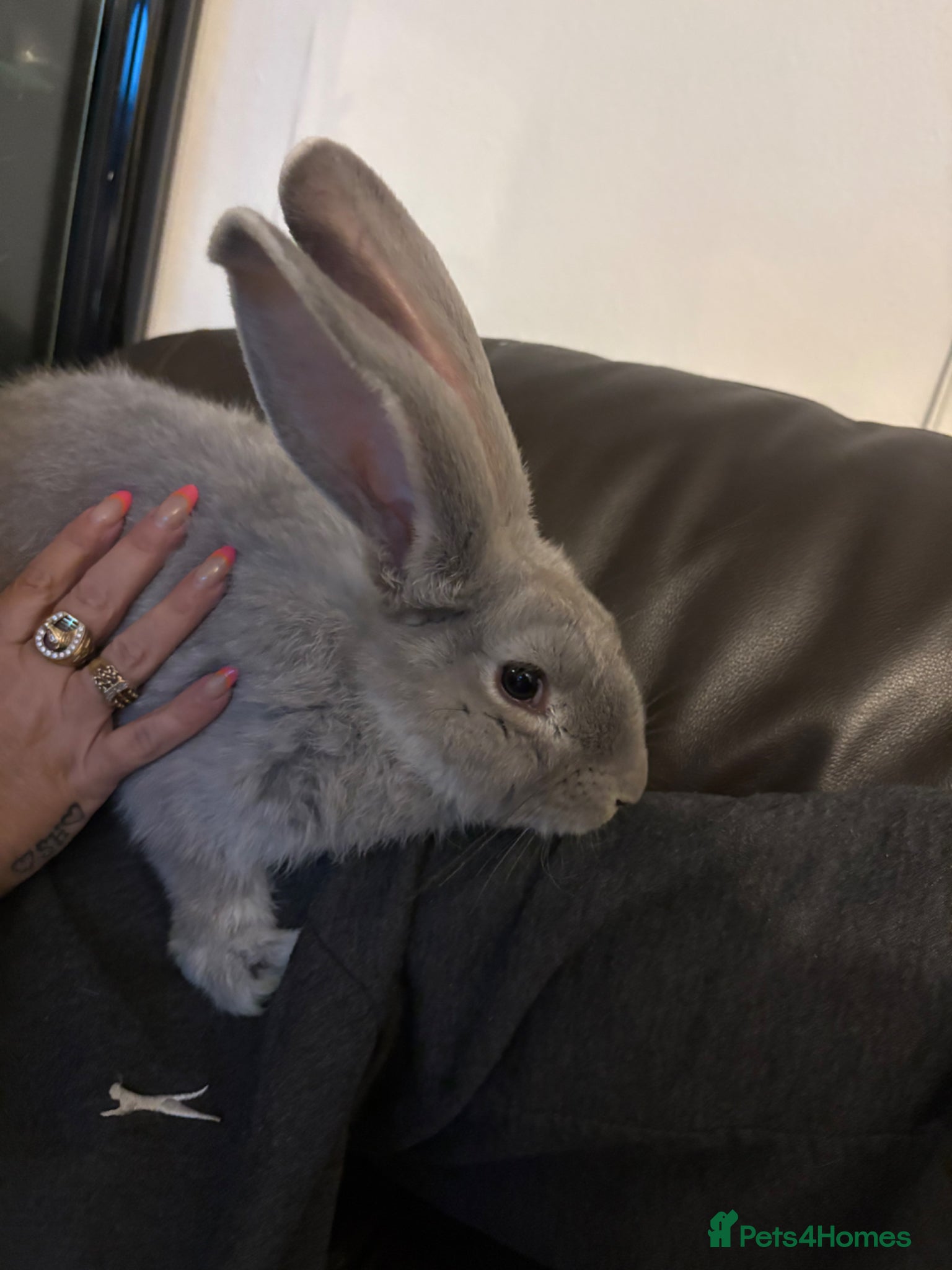 Continental Giant rabbits for sale: Gorgeous litter of continental giant bunnies😍 - Advert 1