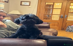 Havanese dogs for sale: Havanese Puppy Males - Image 4