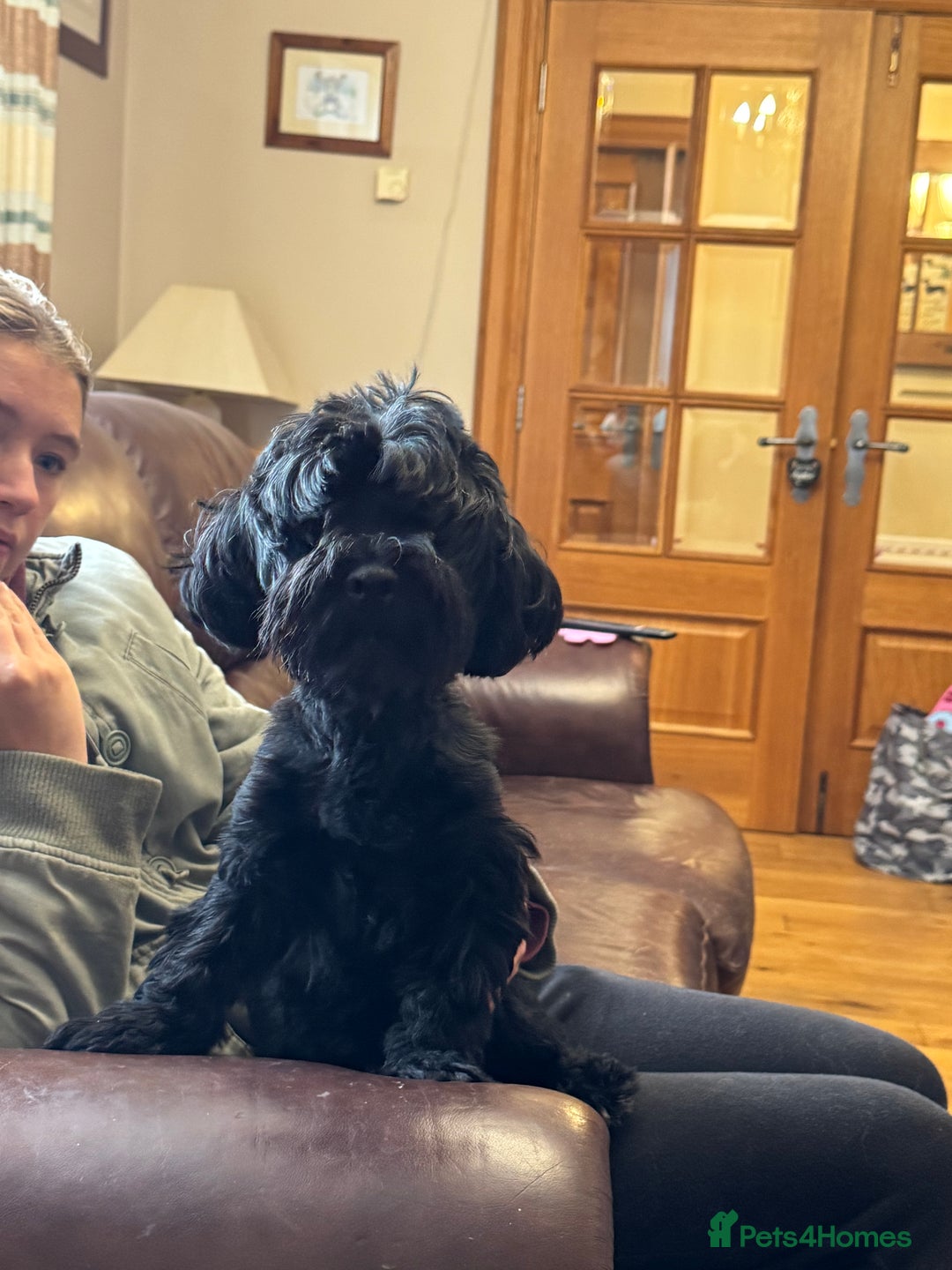 Havanese dogs for sale: Havanese Puppy Males - Image 4